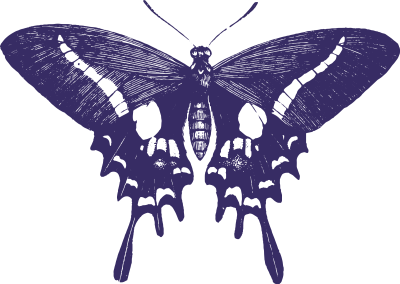 KEW butterfly 2